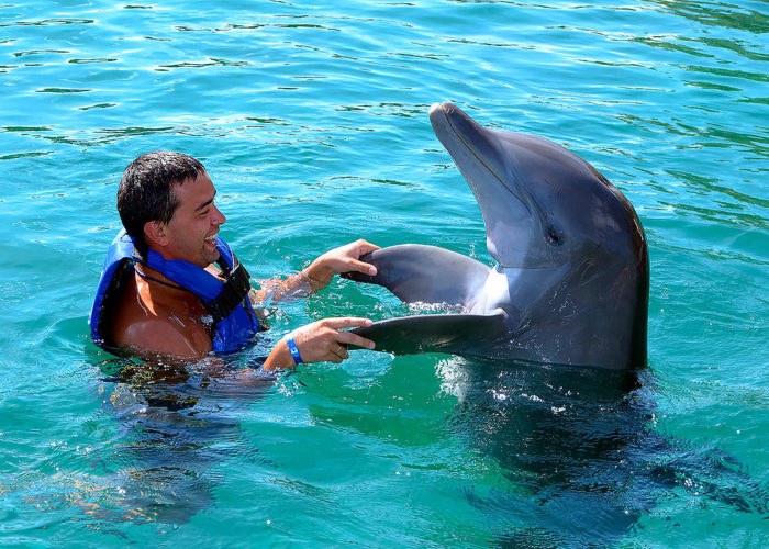 Marmaris Meet With Dolphins
