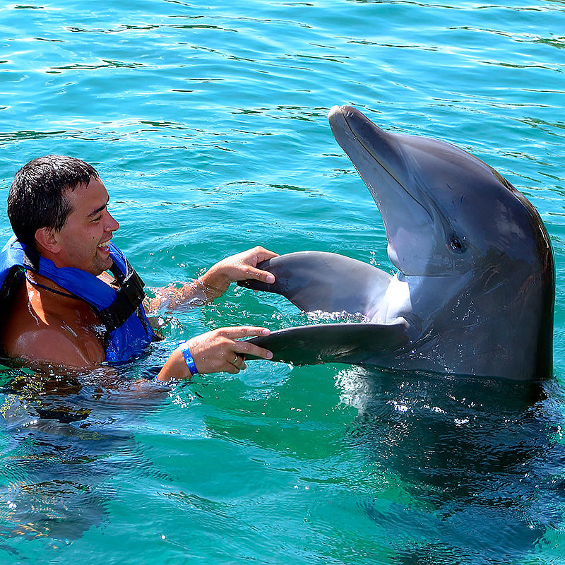 Marmaris Meet With Dolphins