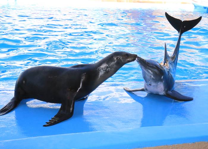 Dolphins and Sea Lion Show in Kusadasi