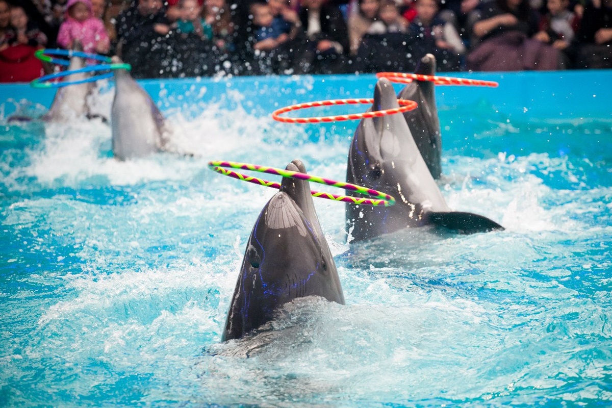 Bodrum Dolphin Show